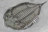Dalmanites Trilobite Fossil - New York #99084-3